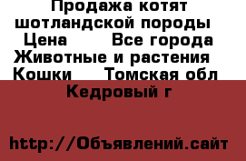 Продажа котят шотландской породы › Цена ­ - - Все города Животные и растения » Кошки   . Томская обл.,Кедровый г.